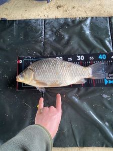 Crucian Carp