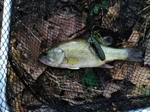 Largemouth Bass