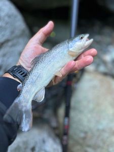 Brown Trout