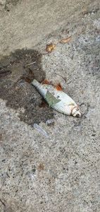 Roach