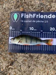 European Perch