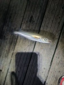 Whiting