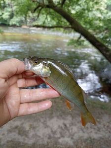 European Perch