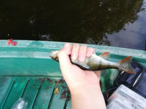 European Perch