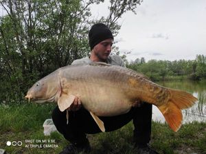 Mirror Carp