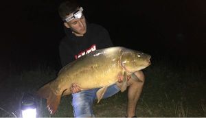 Mirror Carp