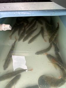 Green Sunfish