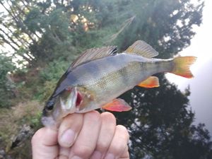 European Perch