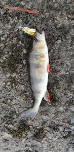 European Perch