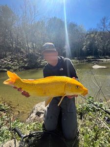Koï Fish