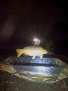Mirror Carp