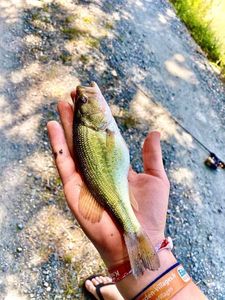 Largemouth Bass