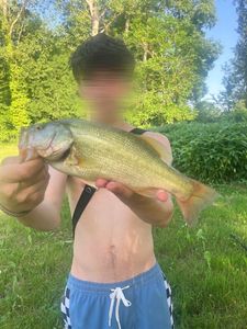 Largemouth Bass