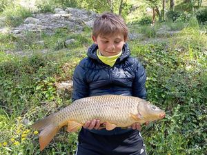 Common Carp