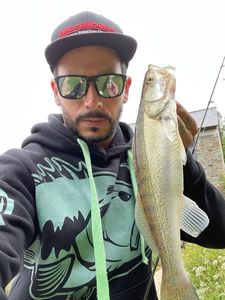 Zander