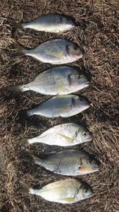 Black Seabream