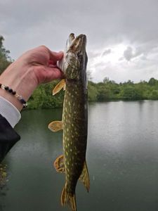 Northern Pike