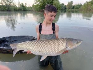 Grass Carp