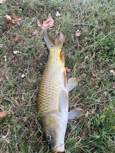 Common Carp