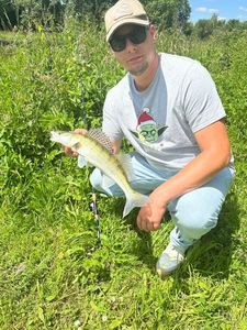 Zander