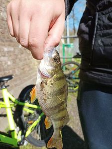 European Perch