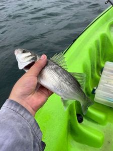European Bass (Seabass)