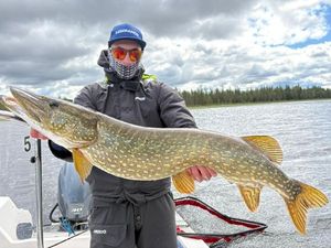 Northern Pike