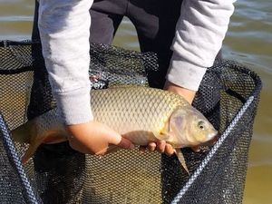 Common Carp