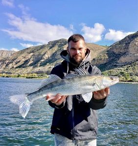 Zander