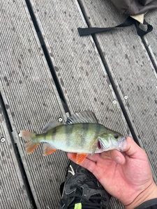 European Perch
