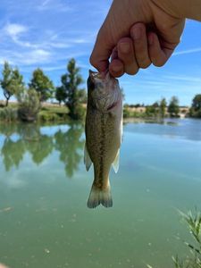 Largemouth Bass