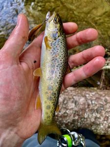 Brown Trout
