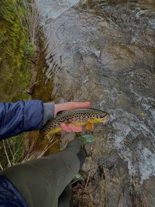 Brown Trout