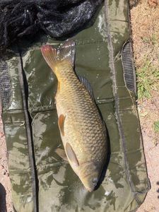 Common Carp