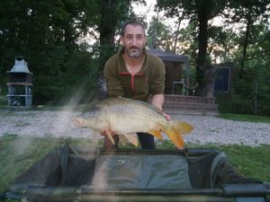 Common Carp