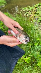 Rainbow Trout