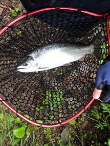 Red-Spotted Masu Salmon