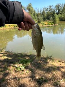 Largemouth Bass