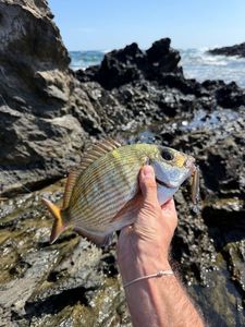 White Seabream