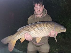 Common Carp