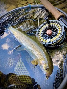 Grayling
