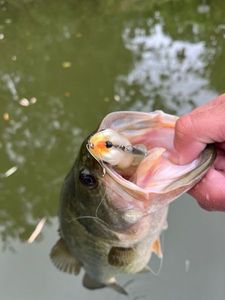 Largemouth Bass