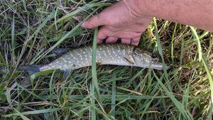 Northern Pike