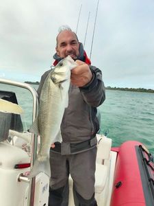 European Bass (Seabass)