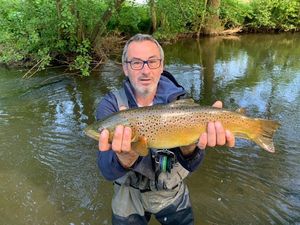 Brown Trout