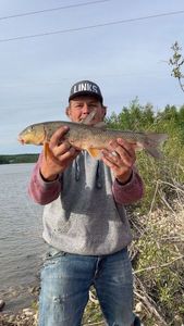 Longnose sucker