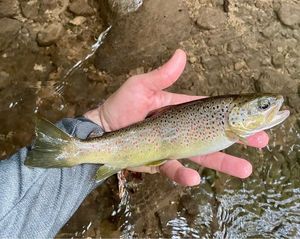 Brown Trout