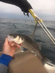 European Bass (Seabass)