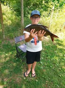 Common Bream