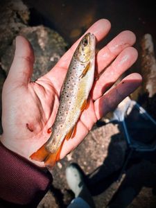 Brown Trout